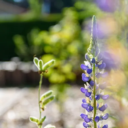 Luxe En Comfort Aan Bos - Geniet Rust & بوتِنْ