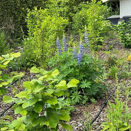 Luxe En Comfort Aan Bos - Geniet Rust & *