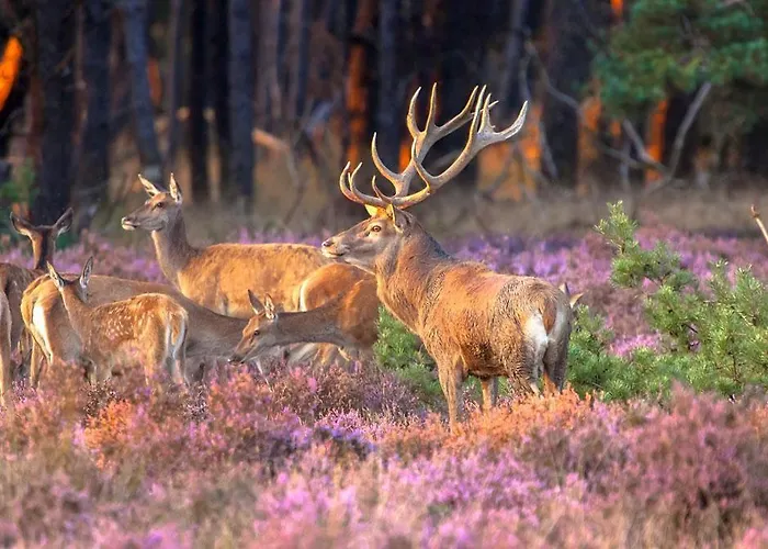 Luxe En Comfort Aan Bos - Geniet Rust &