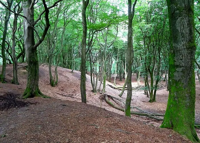Luxe En Comfort Aan Bos - Geniet Rust&natuur Vakantiehuis *