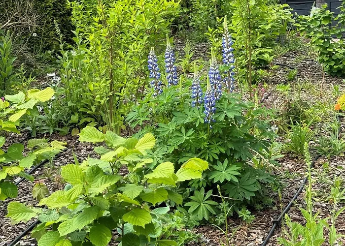 Luxe En Comfort Aan Bos - Geniet Rust & *